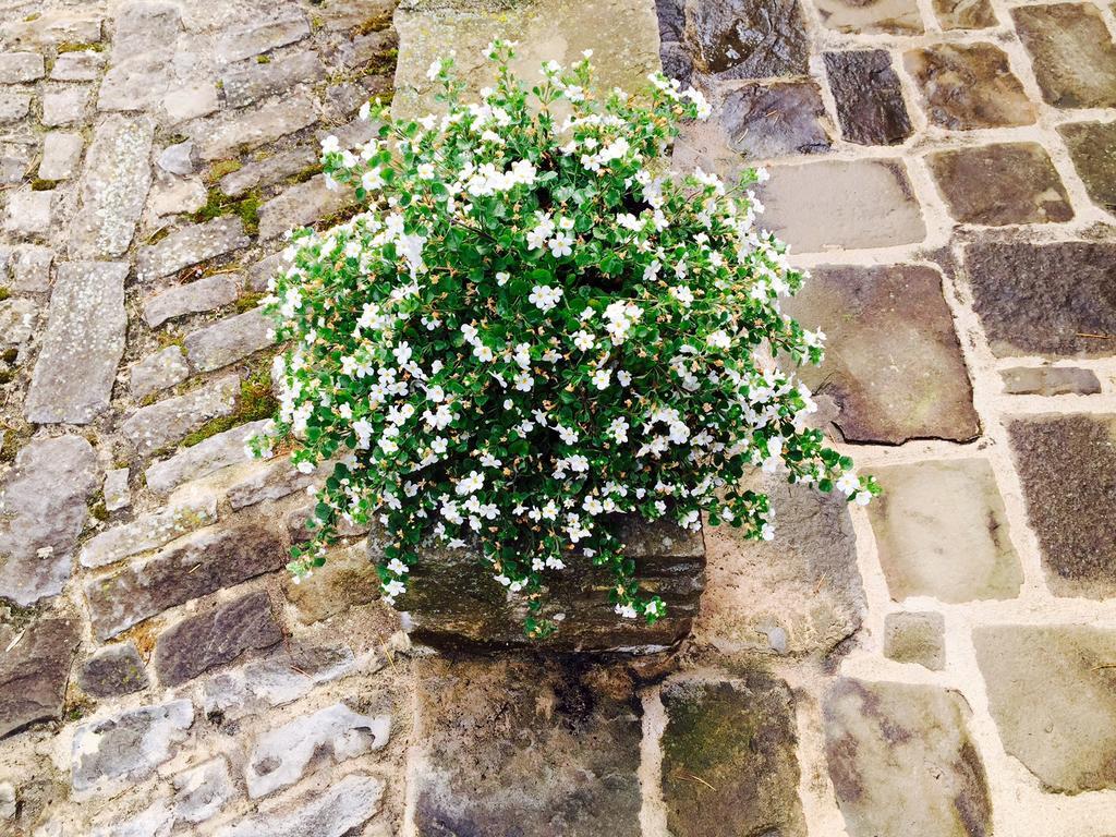 Cerretto Langhe Dimora Storico Romantica Il Sole E La Luna מראה חיצוני תמונה